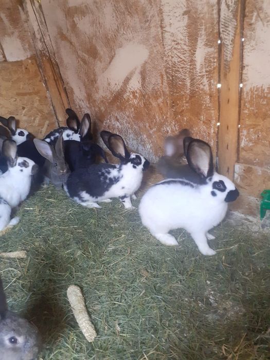 Iepurii de rasă de vânzare