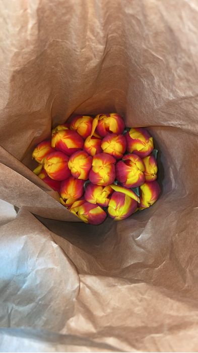 Самые качественные тюльпаны с теплиц