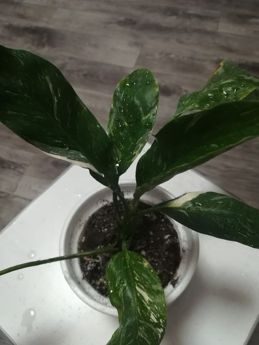 Красота на подоконник