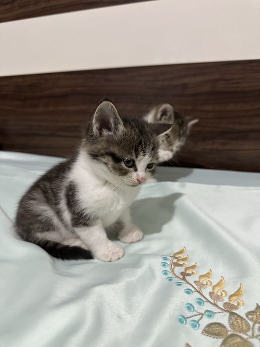 Отдам котят в добрые руки