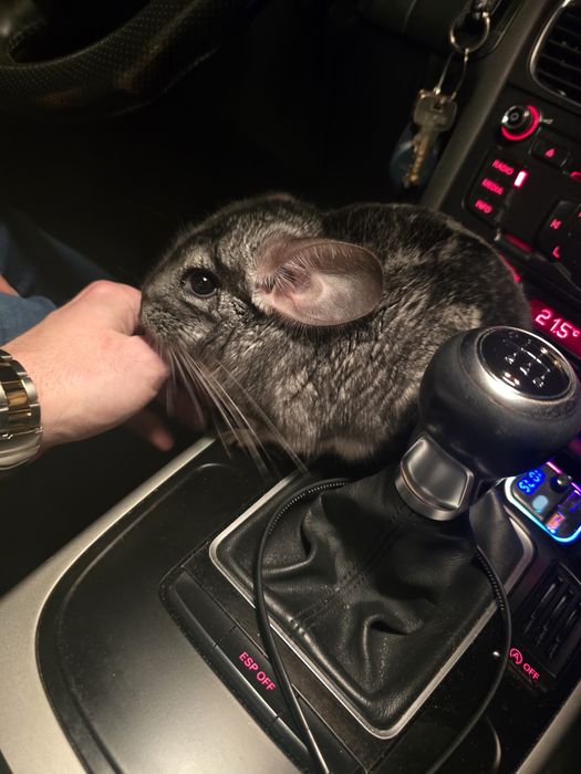 Chinchilla + cusca