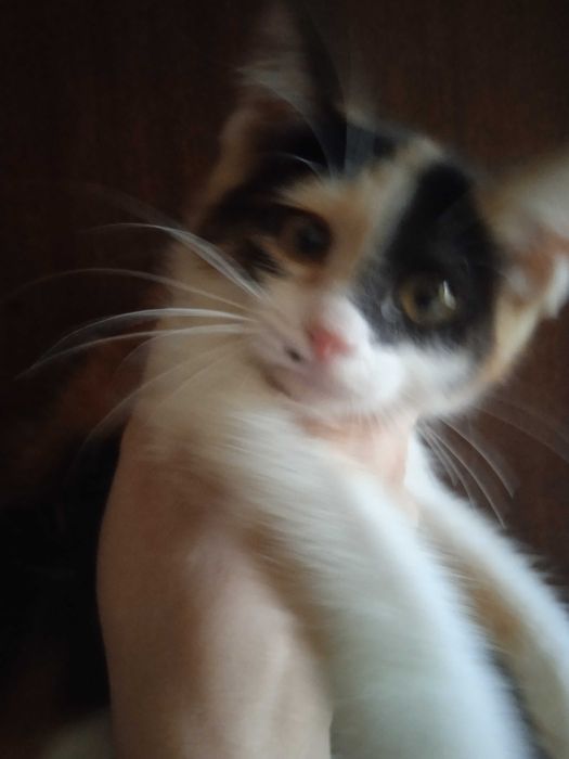 Котёнок Ириска 3 месяца.