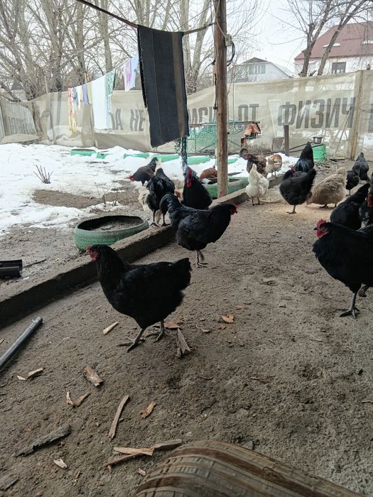 Продам петухов Австерлоп