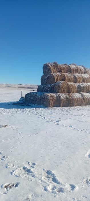 Продам сено в рулонах