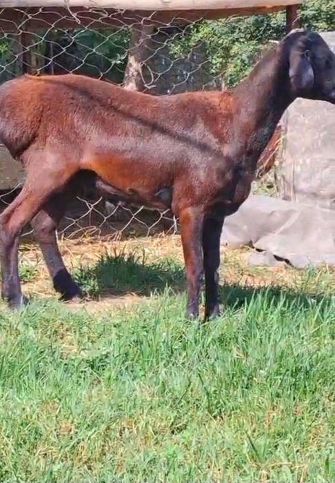 Зотли тоза хусори каштан куй сотилади