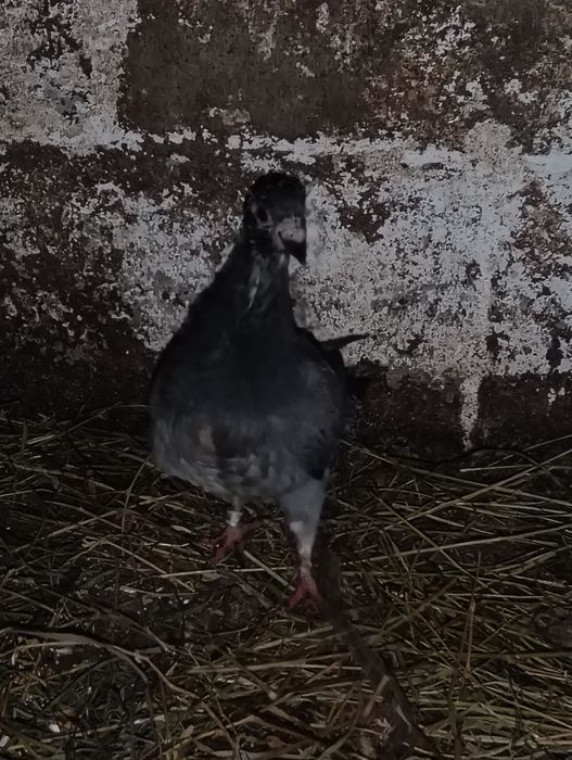 Vând 9 porumbei voiajori