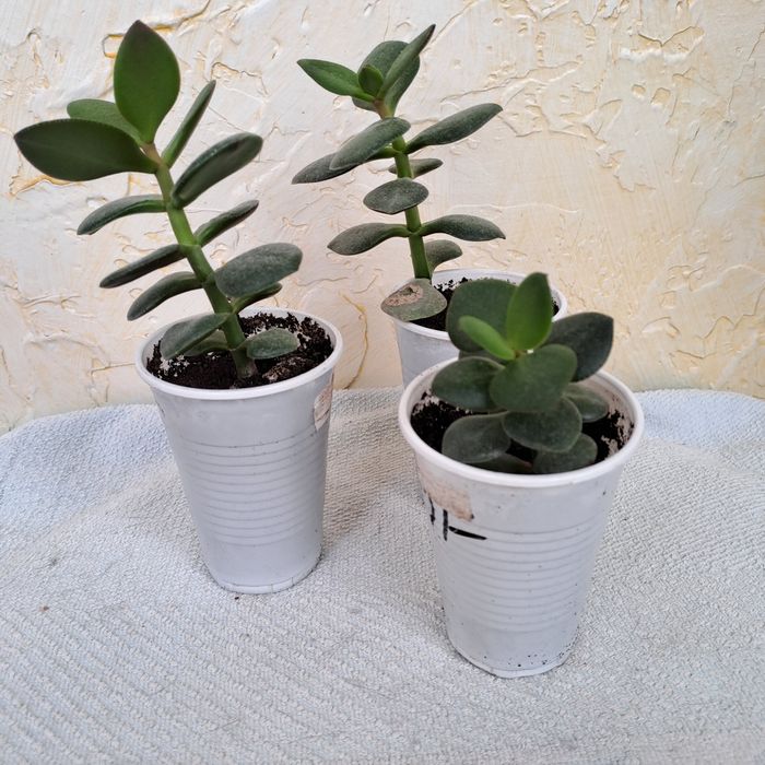 Продам денежное дерево