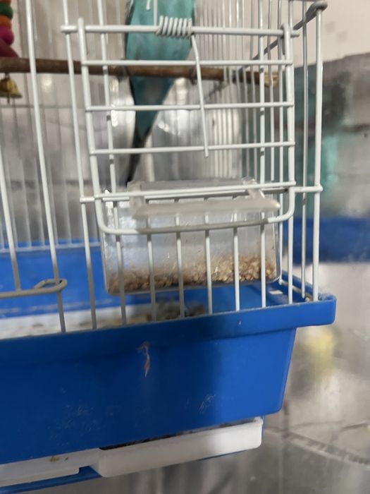 Продам попугай в месте клеткой