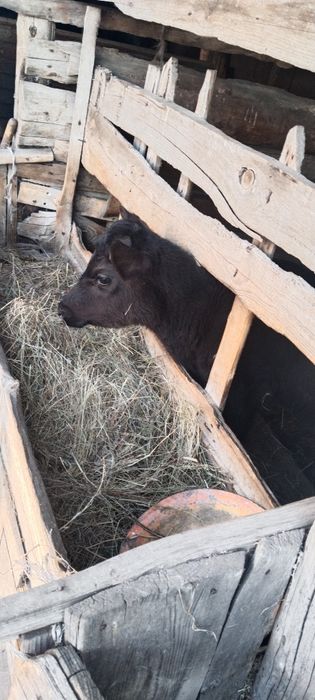 Продам бычков и телочку