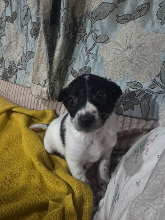 Отдам щенков бесплатно