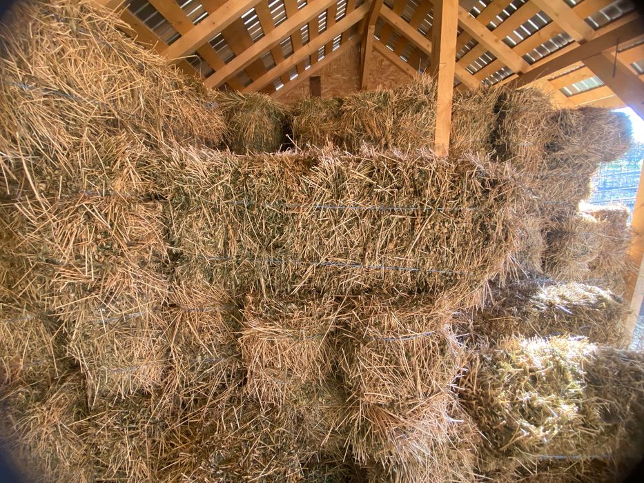 Vând baloți lucernă