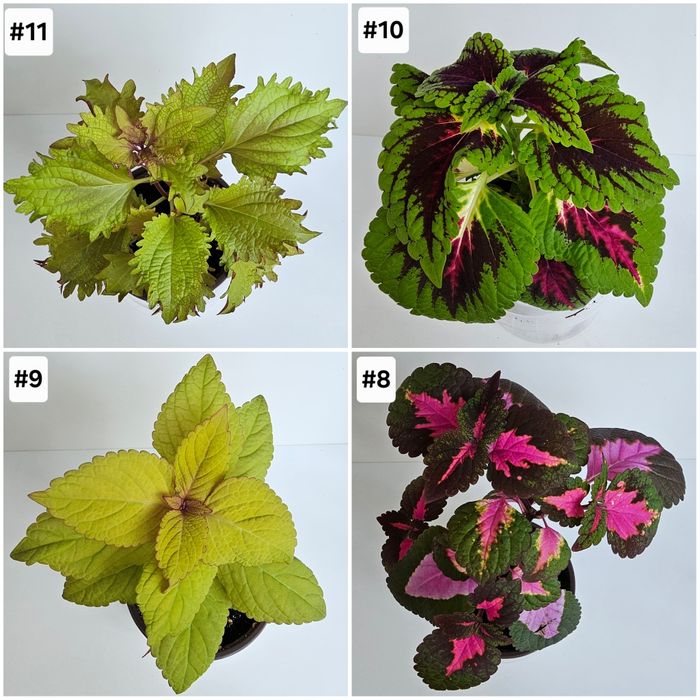 Цветы и растения