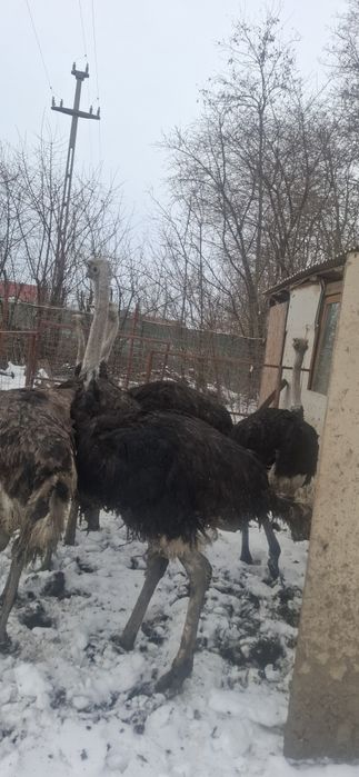 Vand struti prereproducatori