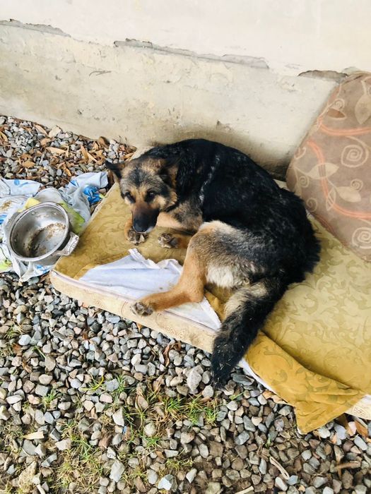 Ит тауып алдық көшеден көмек бере алатын ветеренарлар барма