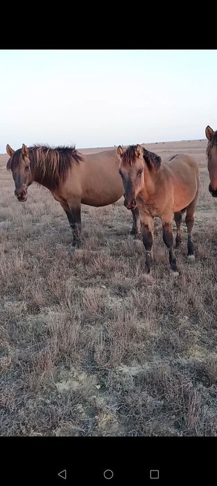 Мұғалжар жабағылар сатылады