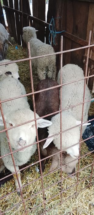 Vând 11 miei se afla în Rm sărat