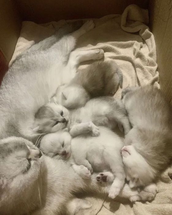 Британские серебристые шиншиллы