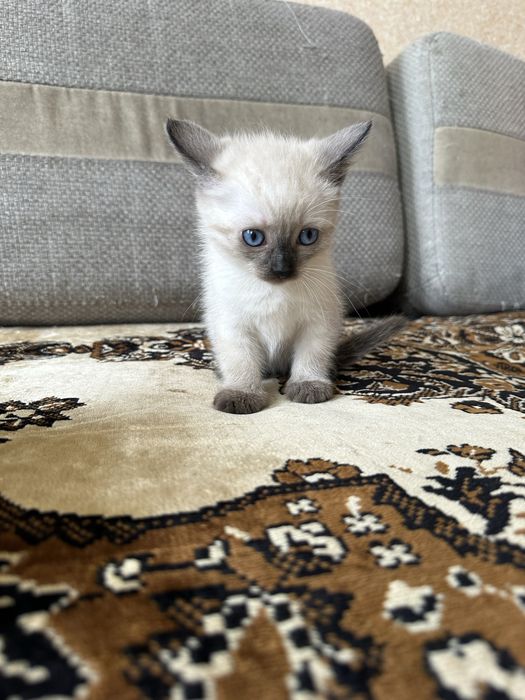 Котята Британцы бесплатно