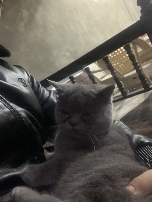 Skotiah strayt sotiladi bola olish uchun tayor erkak