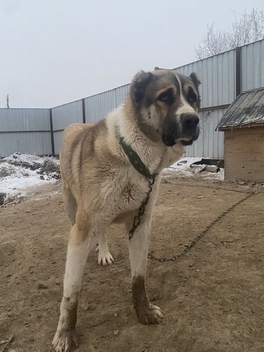 Төбет сатылады 2 жасар