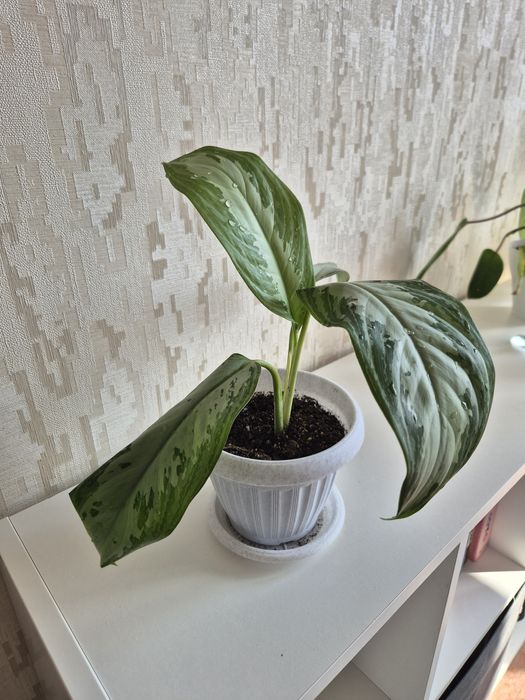 Аглаонема Silver Bay