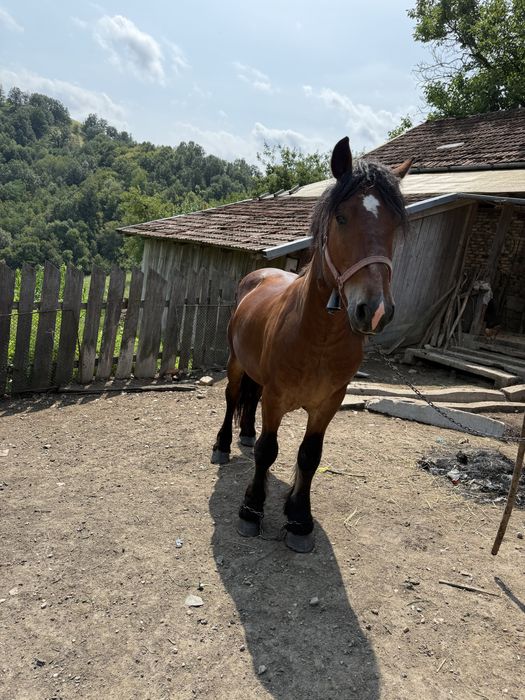 Cal de vanzare 3 ani