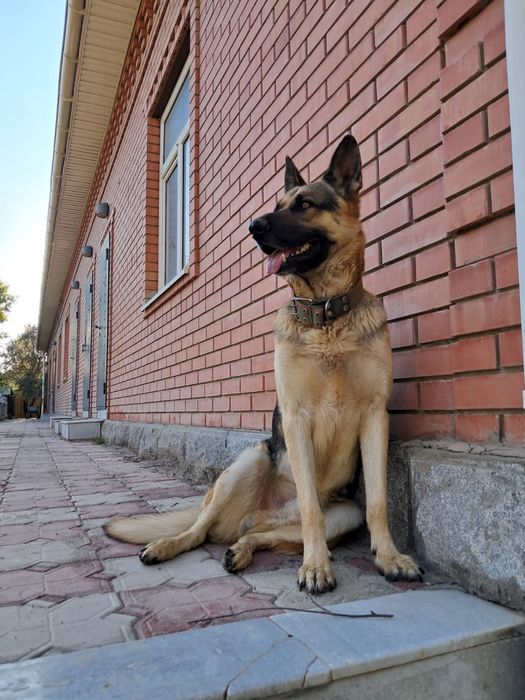 Продаю щенков овчарки