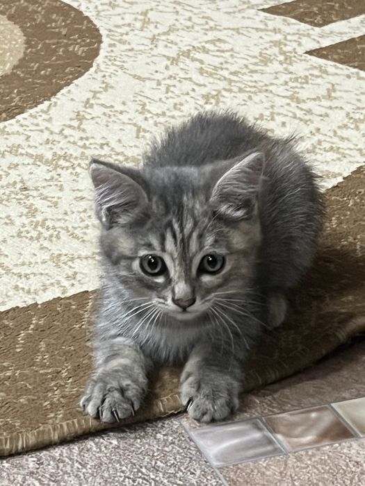 Отдам котенка девочку в добрые руки