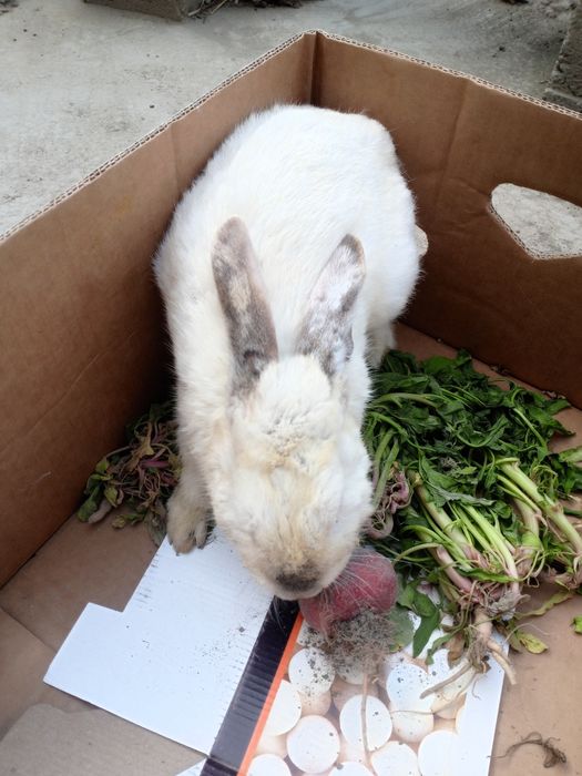 Nar quyonlar holati yaxshi