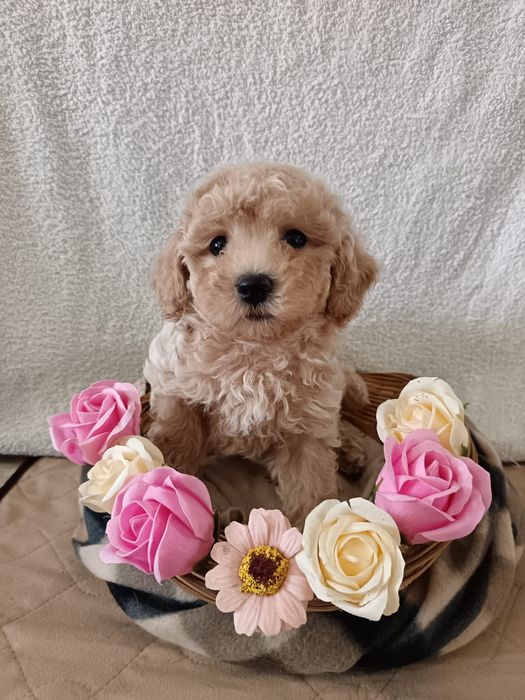 Невероятной красоты малыши Мальтипу