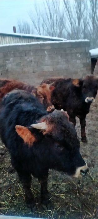 Сельхоз животные бычки