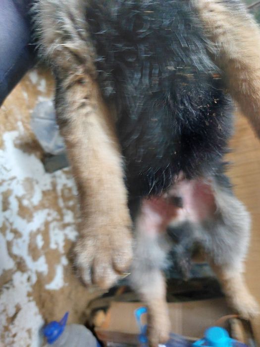 Срочно отдам шенка мальчик