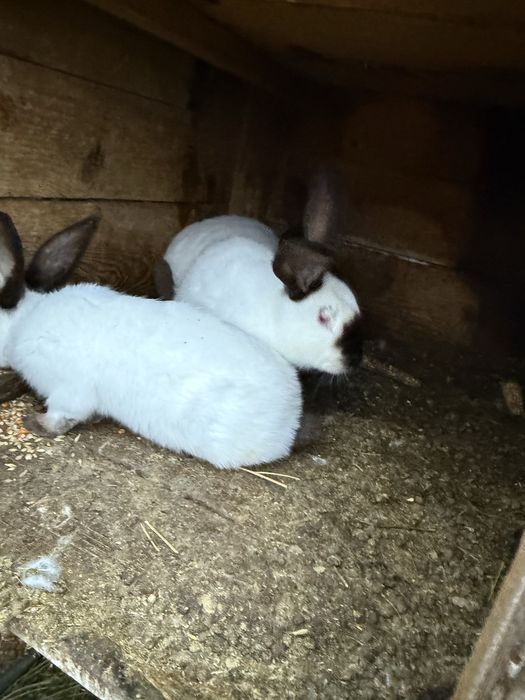 Vând iepuri uriași de Transilvania