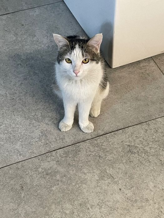 Отдам в добрые руки котенка