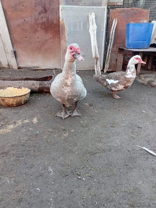 Продам индоутки лаванда