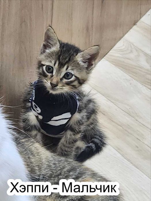 Отдам котят в добрые руки!