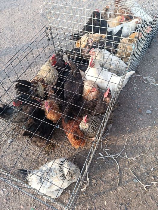 Tovuqlar narxi 120 000 mingda 150 dona bor kelishamiz tellefon qiluvri