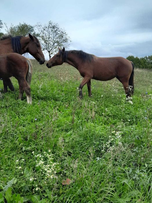 VÂND 2 MÂNZI frumosi