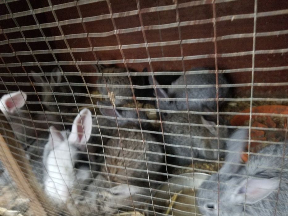 Flandr bolalari sotiladi 1oylik dan 45kunlikgacha