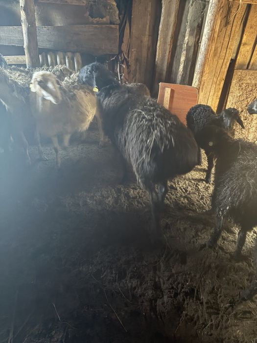 Қойлар оптом сатылады