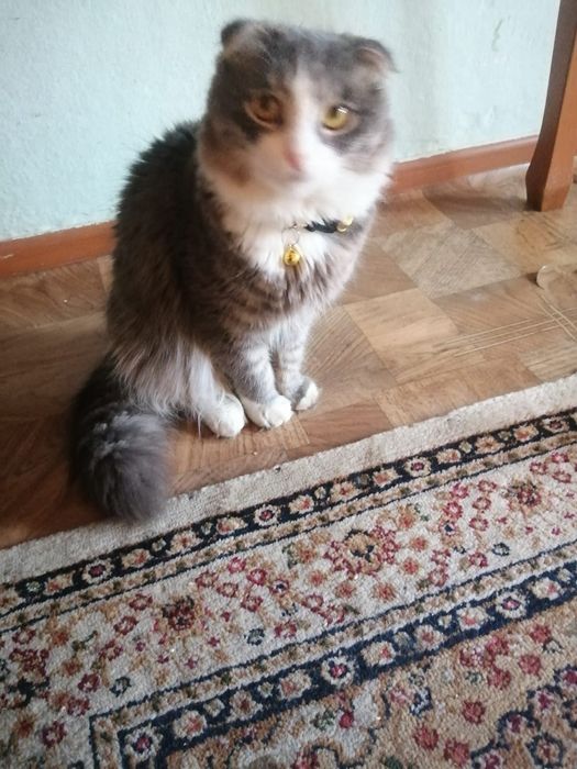 Вислоухии котенок бесплатно