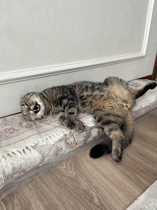 Кот, 5 лет, отдаем в самые добрые руки