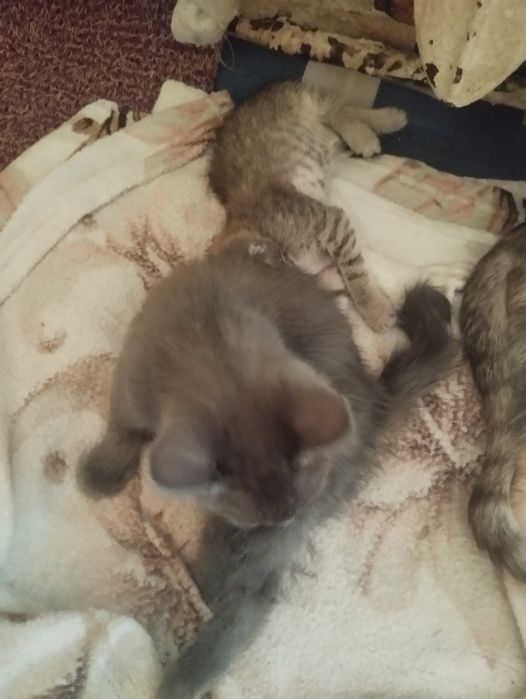 Котята, бесплатно.