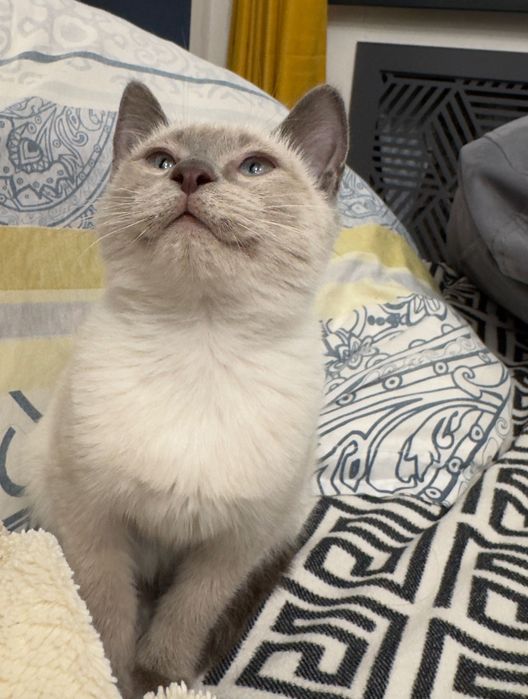 Сиамский котёнок ищет дом
