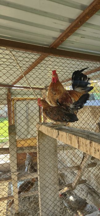 Декоративные куры