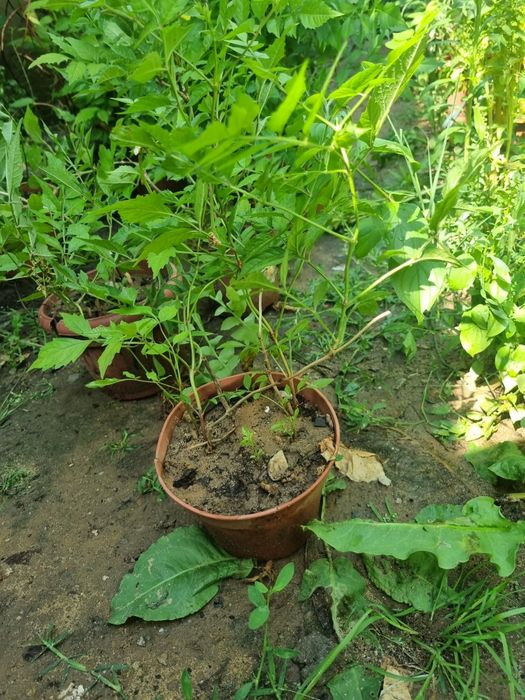 Plante luleaua turcului roșie ( trompeta)