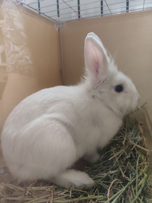 Продам кролика карликового