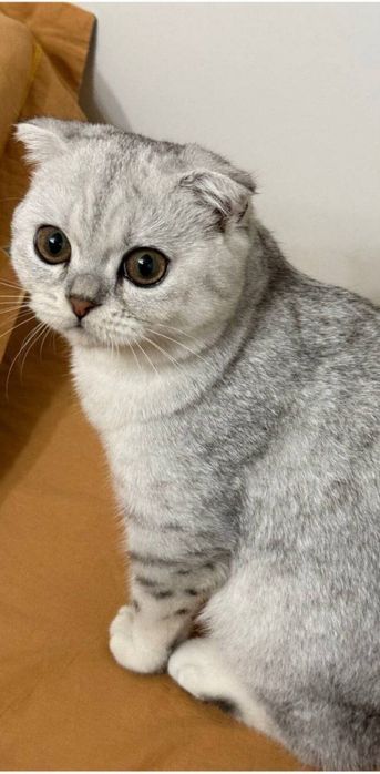 Viyazka!!! Serebristi Shinshilla