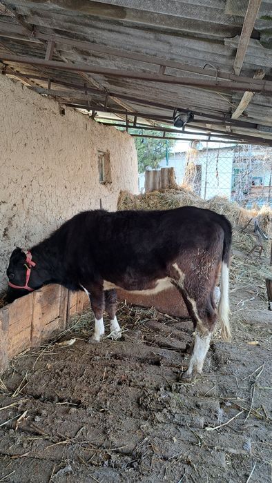 Рассийский Бугоз Гунажин