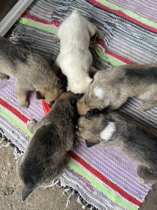 Cățeluși pentru adopție